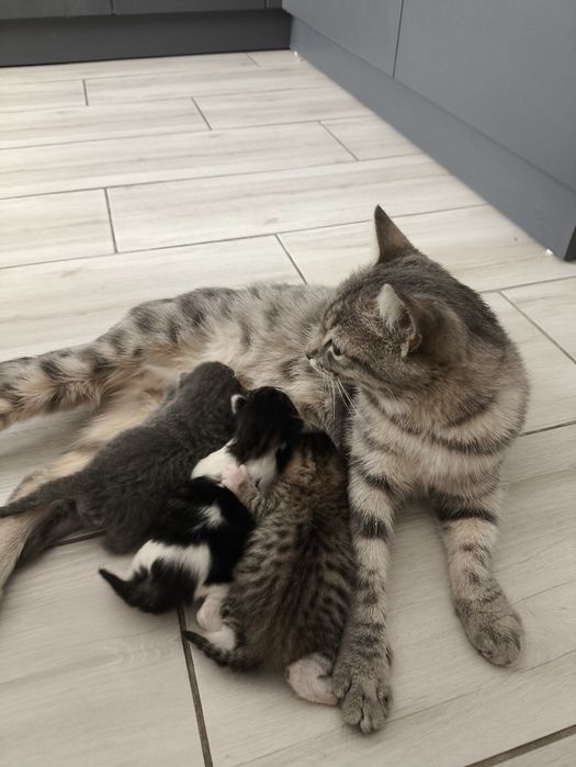 Кошка с новорожденным котятами