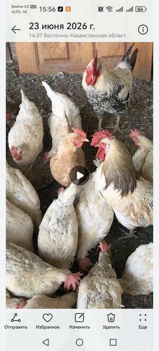 Куры несушки коралл ник+ домашние