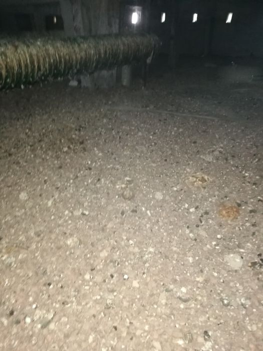 Почистване на тавани"подпокривно пространство" от гълъби