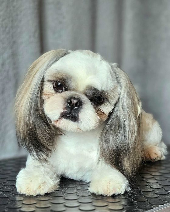 Shih Tzu mascul alb-auriu