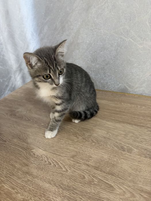 отдам котенка в добрые руки