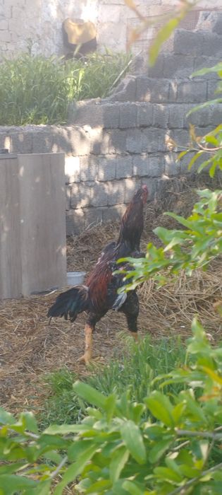 Dakan Xoʻroz sotiladi