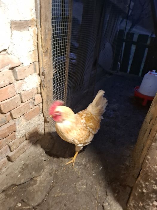 Шведски Исбар,петели