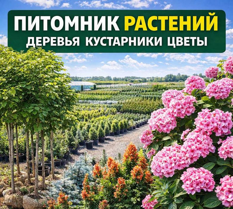 Саженцы, деревья, кустарники, сосна, ель, тополь, липа, рябина, ива