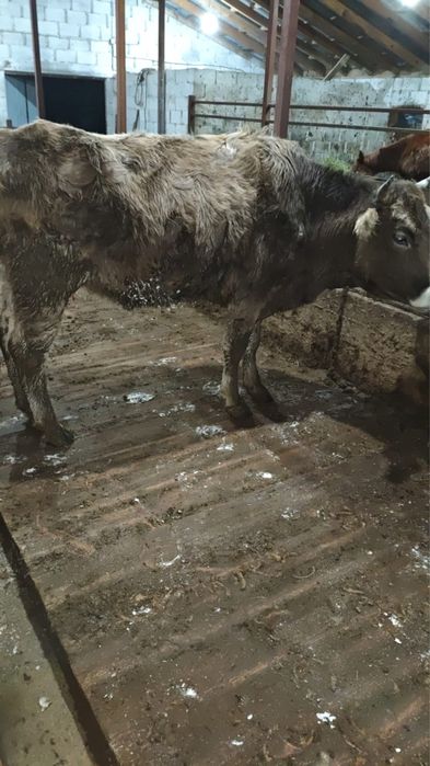 Алатау сиырлары сатылады!!!