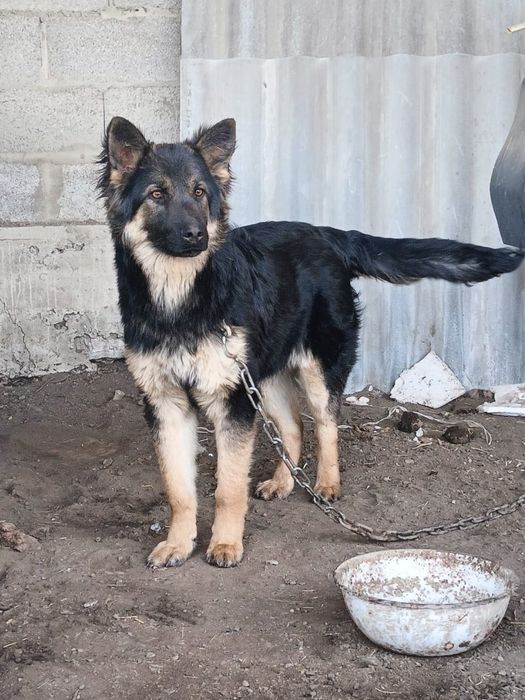 Продам щенок, овчарка