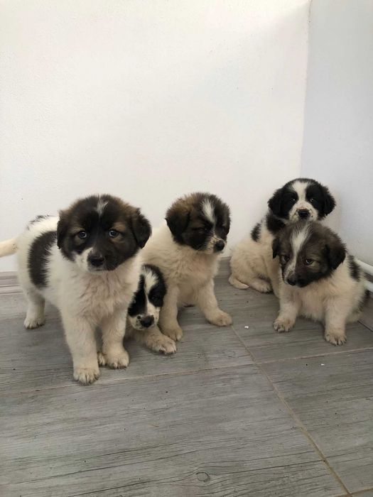 Ciobanesc de Bucovina fara adopție