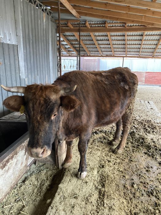 Корова продается