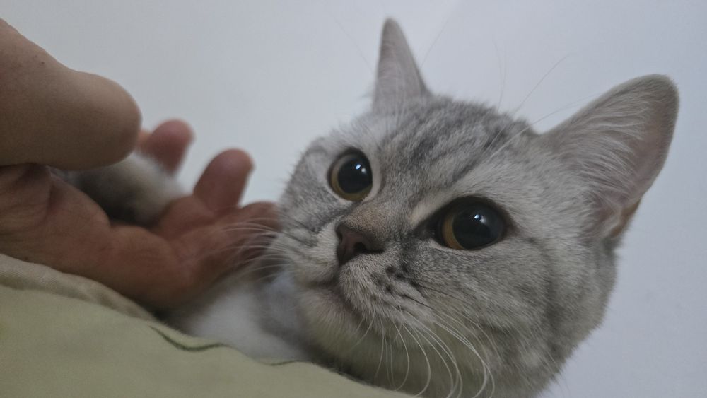 Продаётся Кошка Лакки