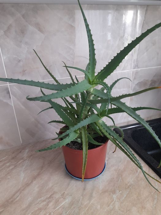 Продам комнатный,,Алоэ "