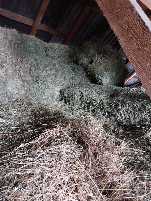 Vând baloți lucernă.