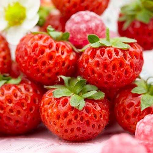 Продавам разсад ягоди - вкоренени