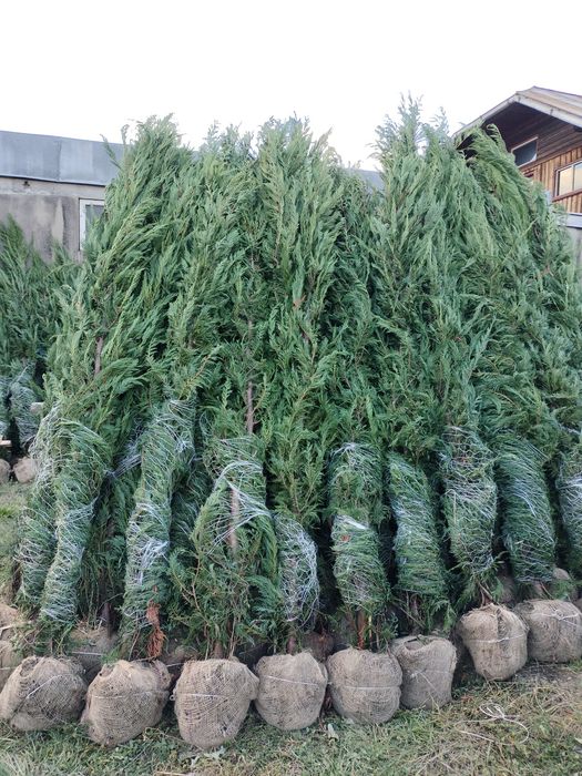 Avem plante ornamentale de ce mai buna calitate