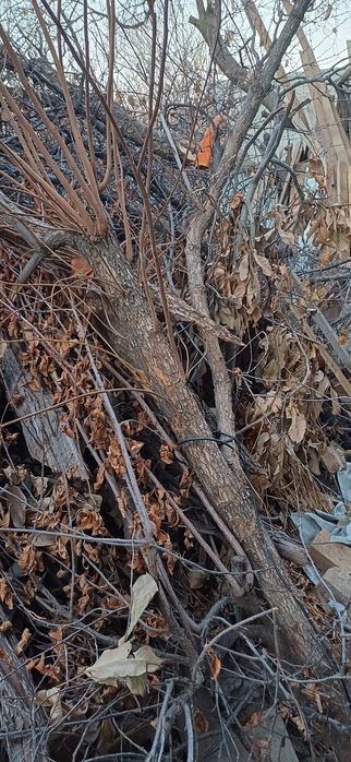 O'tin Дрова Сотилади