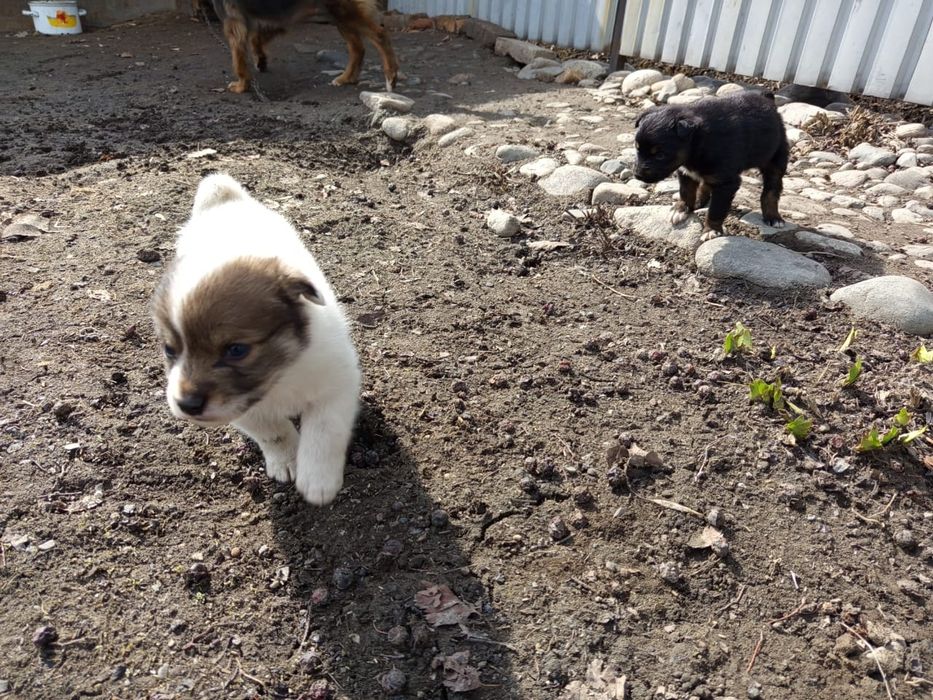 Щенки звонки в добрые руки!