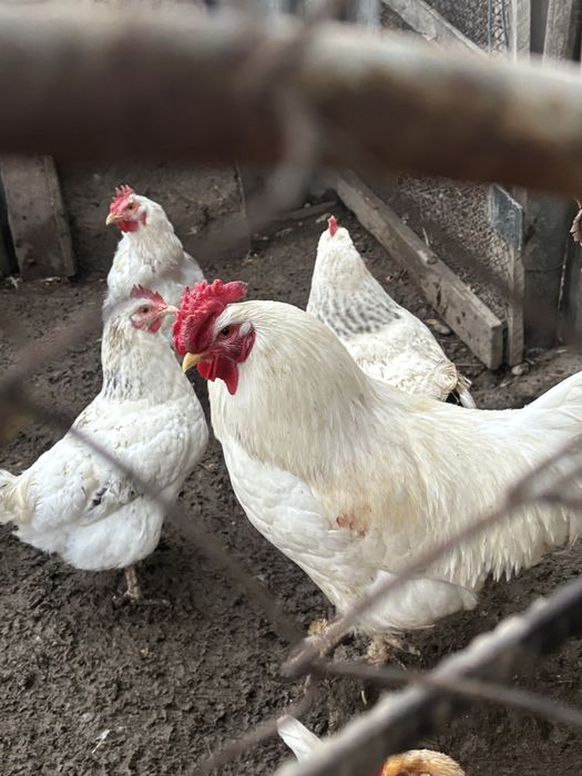 Хорошый петух белый срочно продать