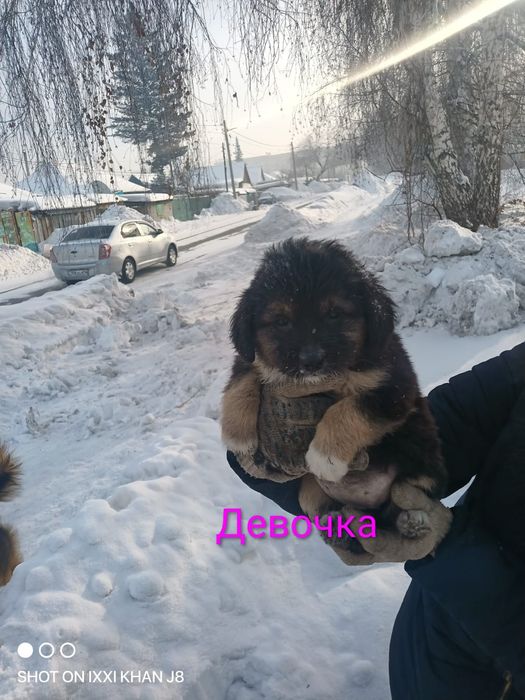 Отдам щенков  мелких 2 месяца