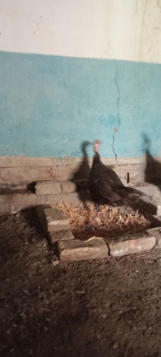 Oylaviy kurkalar sotiladi 2 yilli kurkala