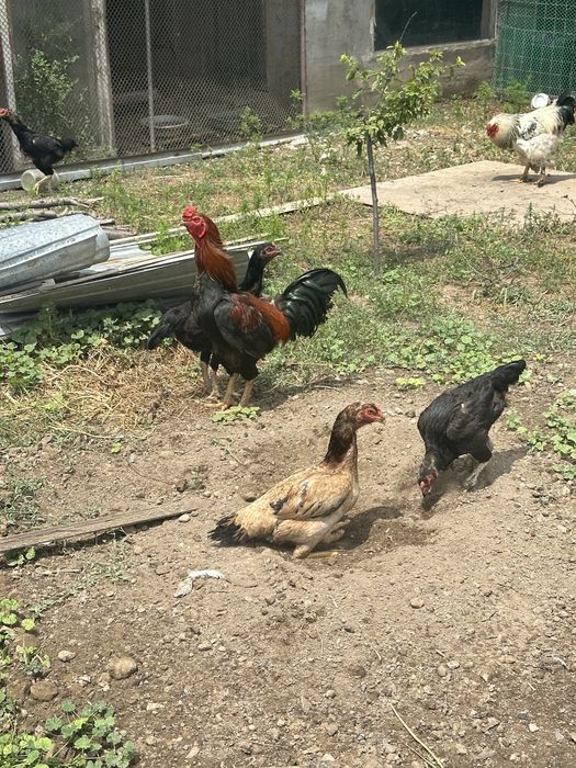 Продам 1 петух дакан 3 куриц дакан 70к .