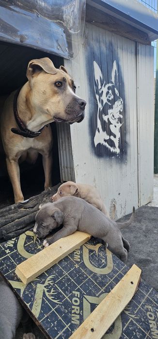 Puiuți de pitbul caută stăpâni