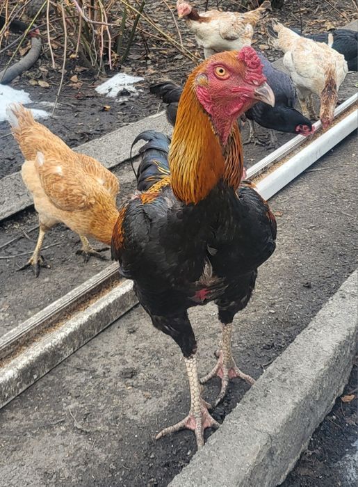 Дакан. Конец мая.