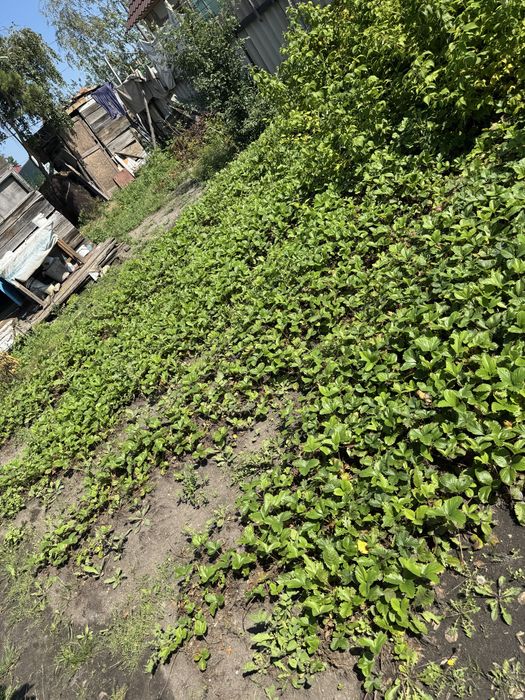 Продам дачу сообщество «Борки»