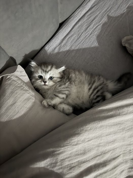 Котенок скоттиш страит