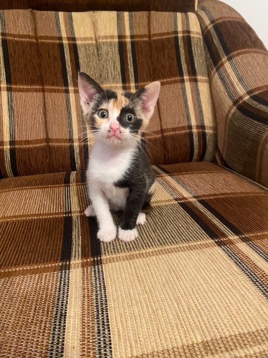 Pui de pisica spre adoptie