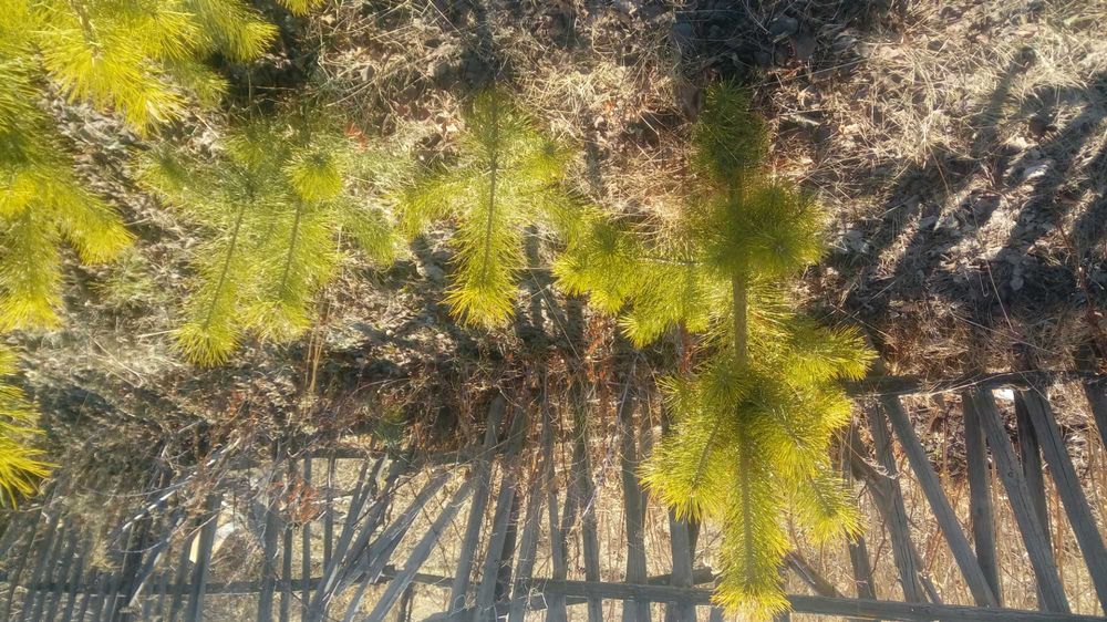 Саженцы сосны 3000тг