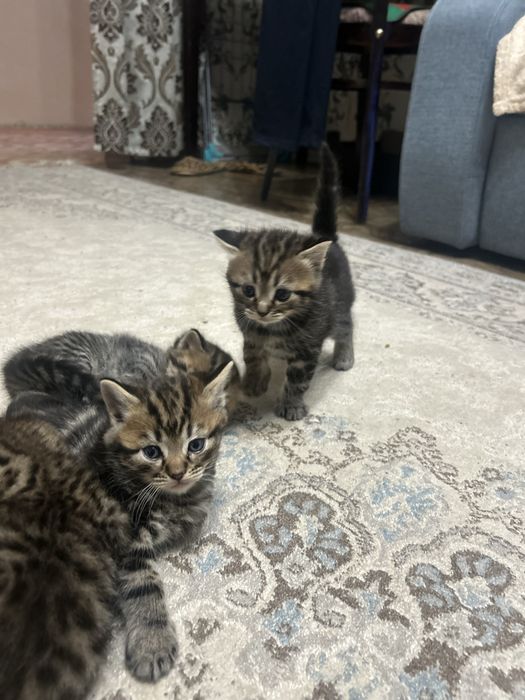Котята скотиш страйт