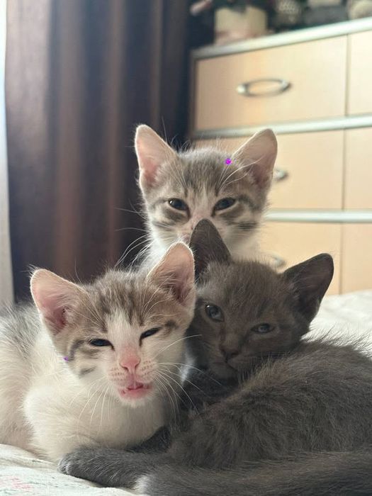 отдам котят в хорошие руки