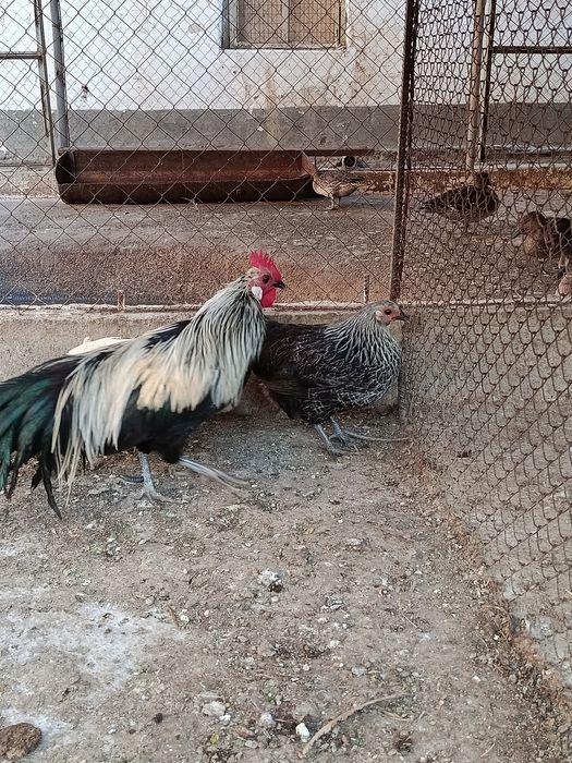 Продам япошки порода феникс