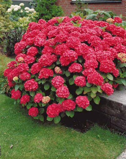 Крупнолистная Гортензия.