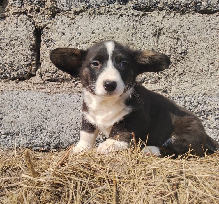 Милые малыши вельш корги