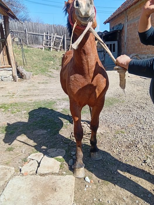 Vând mânz Greu sânge unguresc