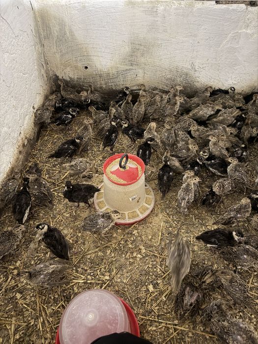 Pui de fazan la 3 saptamani rasa comun sau tenebros