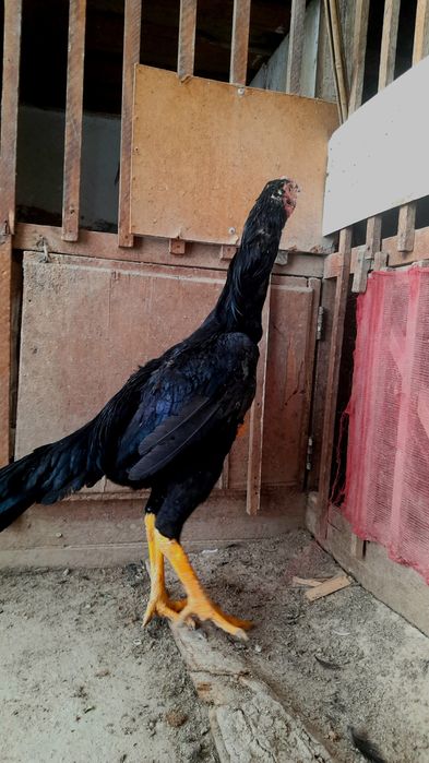 Katta kokrak yotoqxonasida jinsiy aloqa