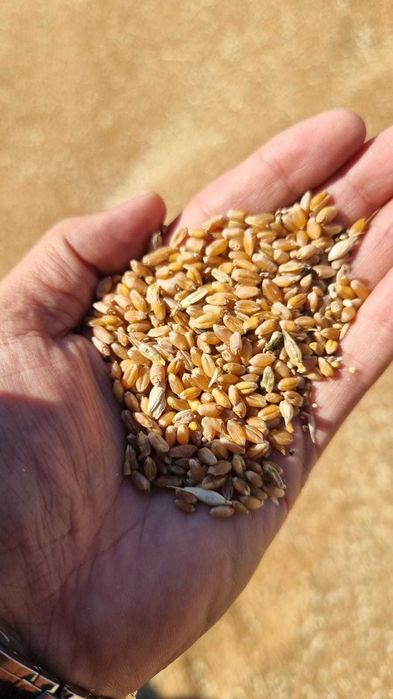 Пшеница бугдой 3-класс, Казахстан, цена 235 долларов за тонну