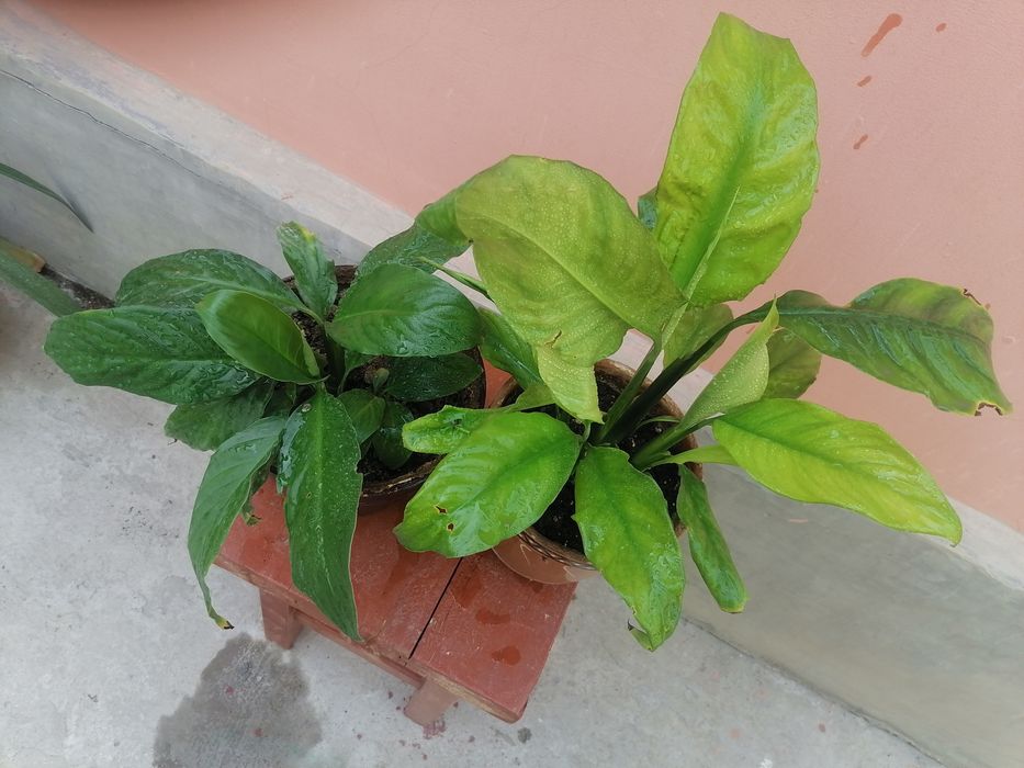 Спатифиллум-женское счастье.