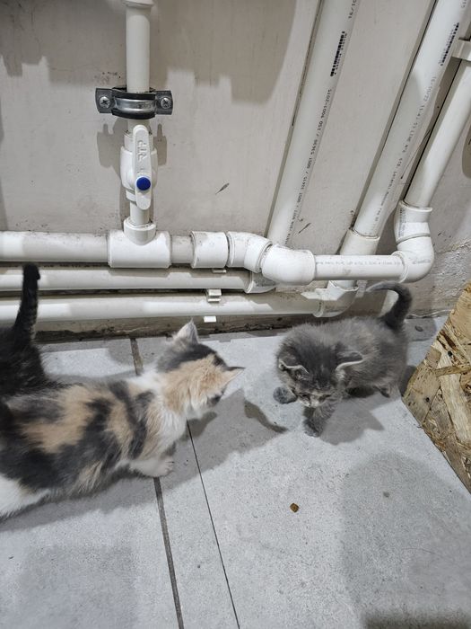 mushuklar 7 dona bolasi tekinga