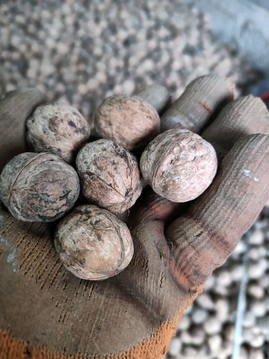 Орехи yonĝoqlar oq maĝiz