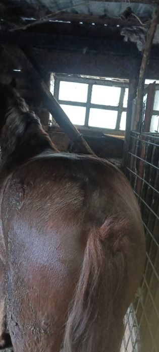 Mânz roib de doi ani