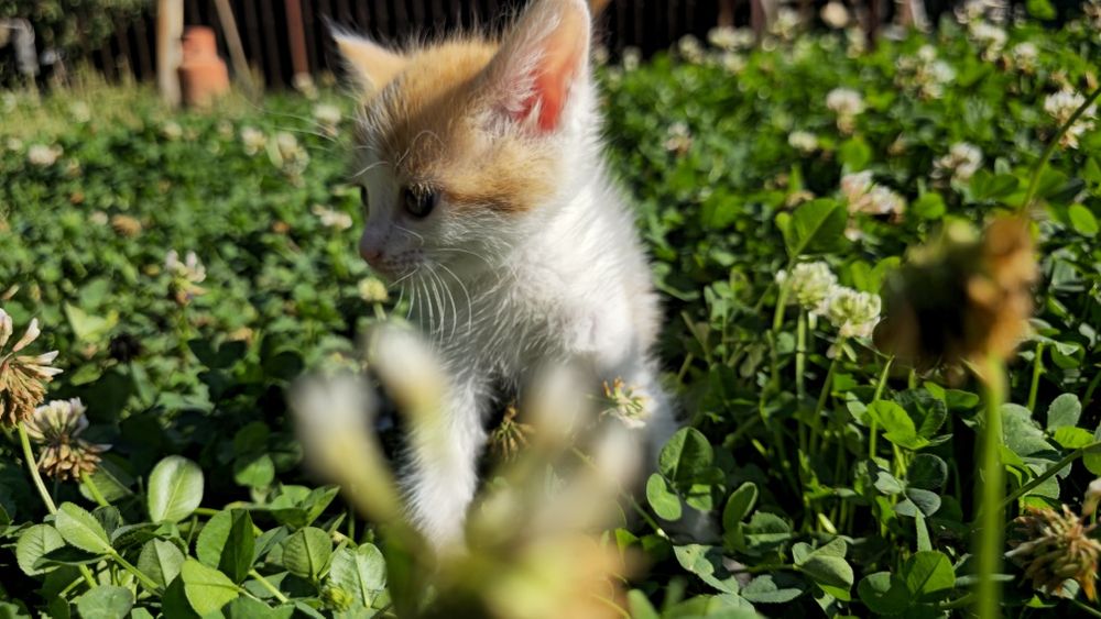 отдам котят в добрые руки