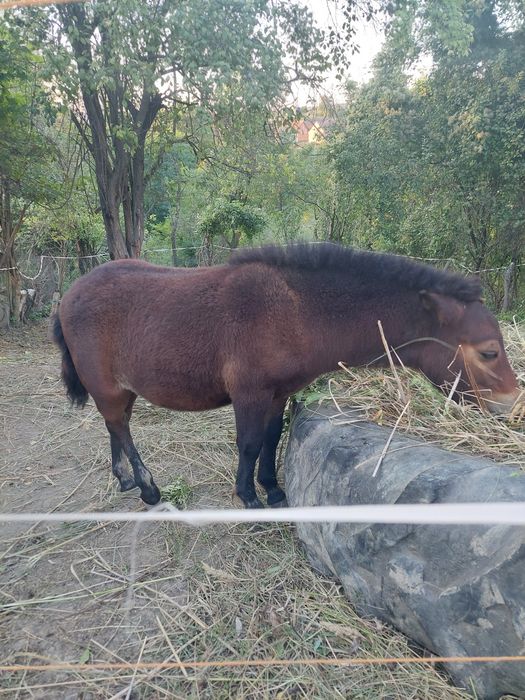 Vînd mînz ponei talie mica