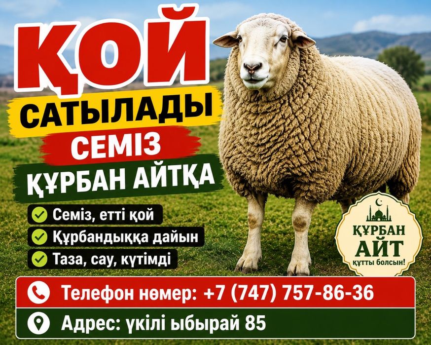 Қой қошқар тоқты сатылады