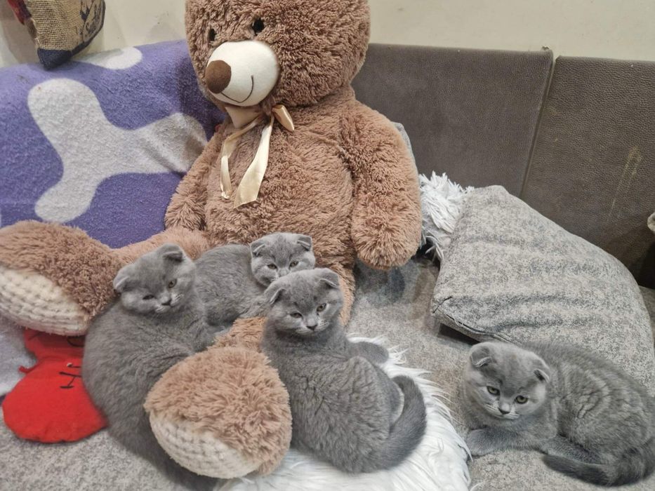 Шотлански късокосмести котенца