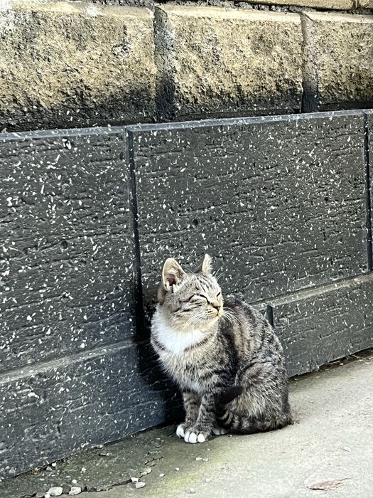 Отдам кошку бесплатно