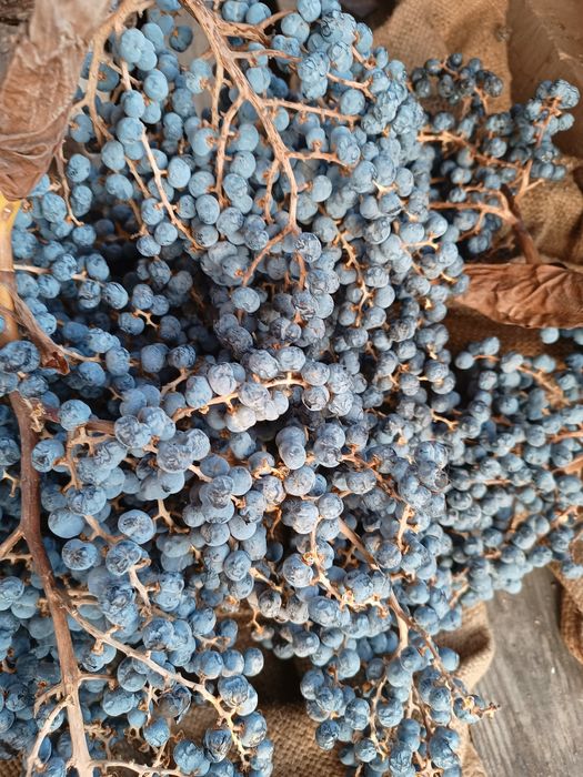 ПРОМОЦИЯ! Трахикарпус семена 100бр студоустойчива палма