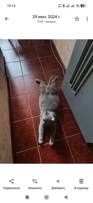 Отдам кота в добрые руки