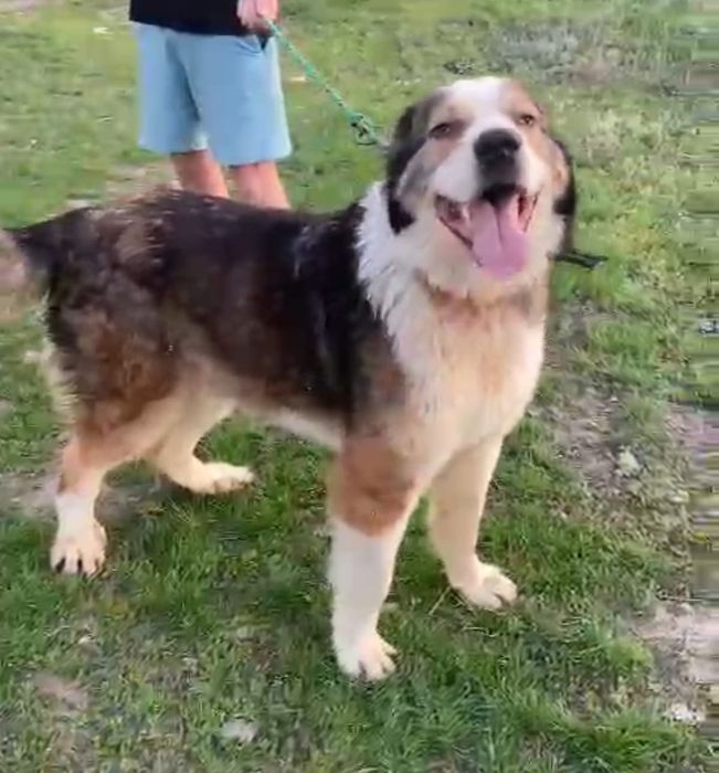 Ждём любящих и ответственых хозяев